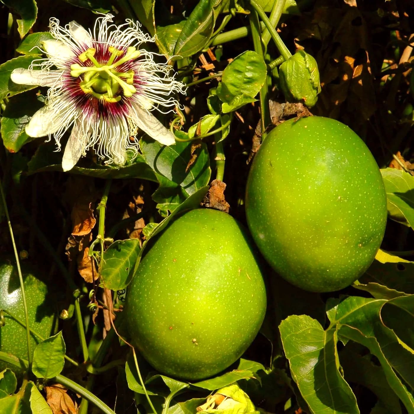 Zanzibar's Tropical Fruits, Season by Season (11)