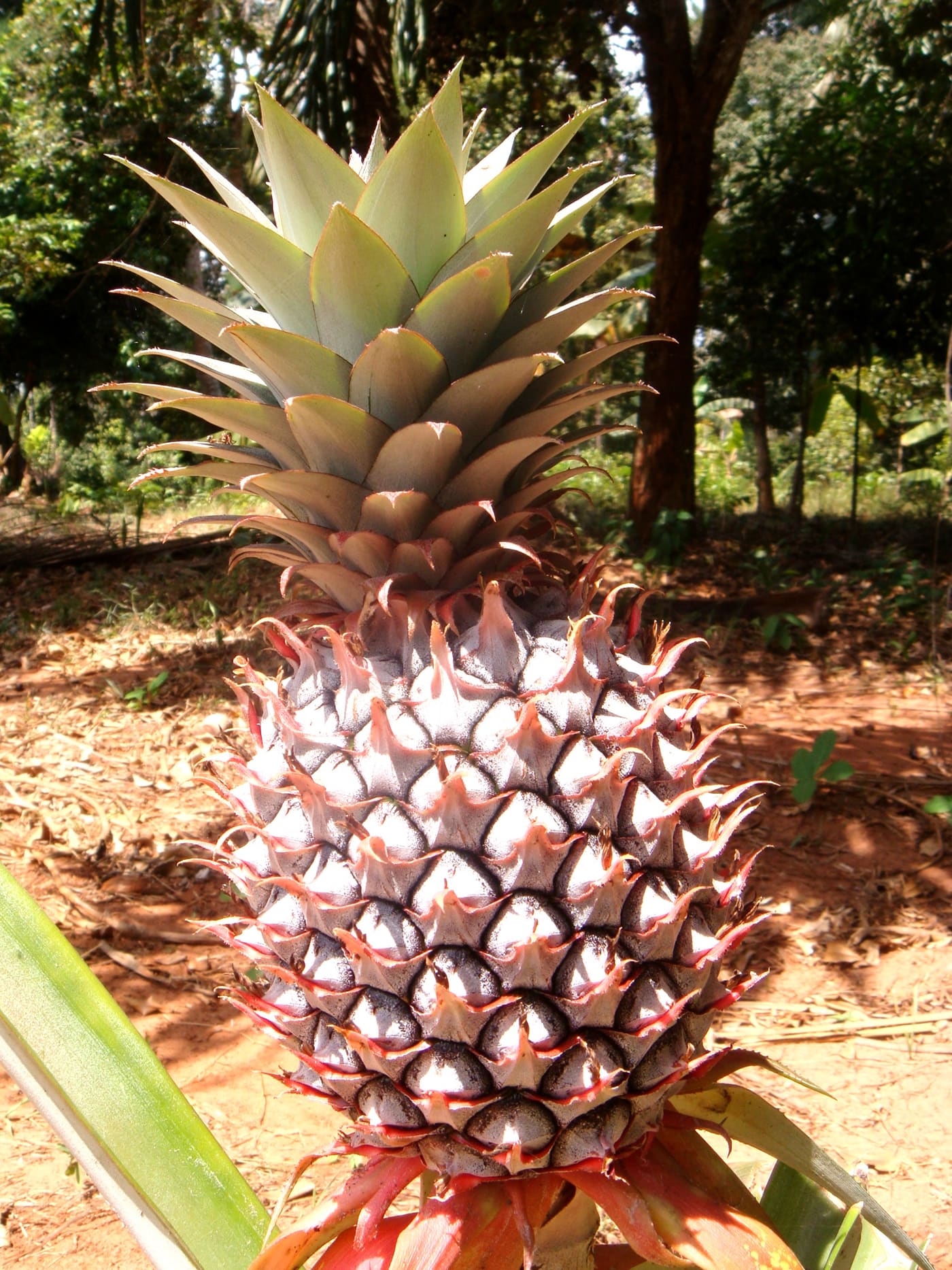Zanzibar's Tropical Fruits, Season by Season (13)