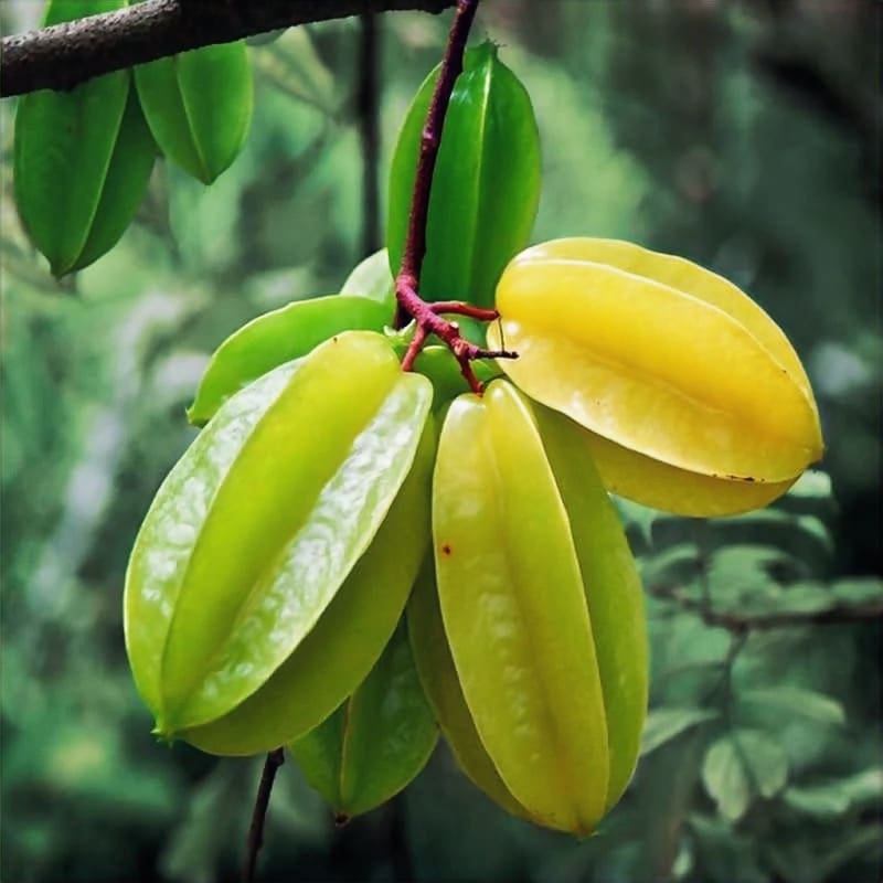 Zanzibar's Tropical Fruits, Season by Season (9)