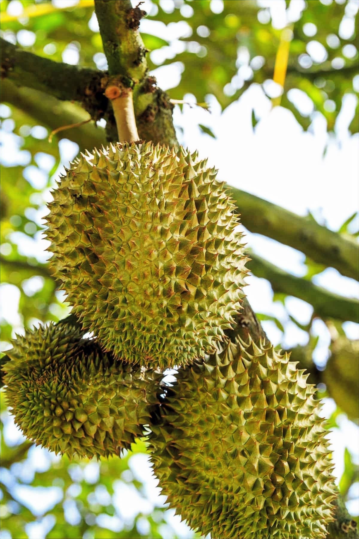 Zanzibar's Tropical Fruits, Season by Season (8)