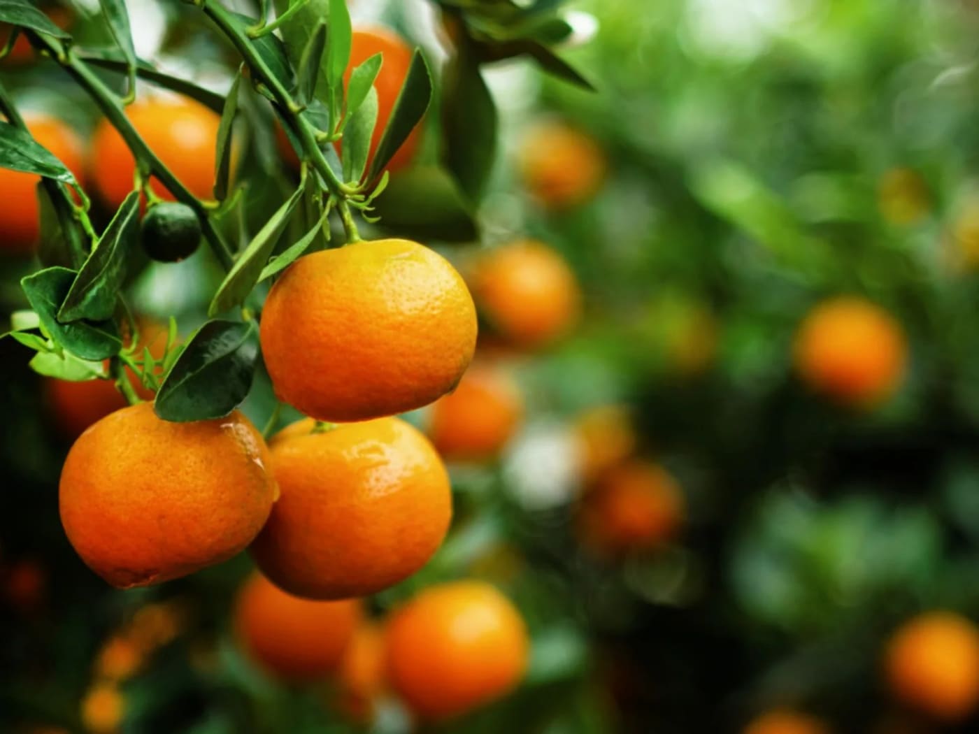 Zanzibar's Tropical Fruits, Season by Season (10)