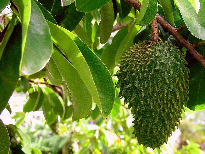 Zanzibar's Tropical Fruits, Season by Season (4)