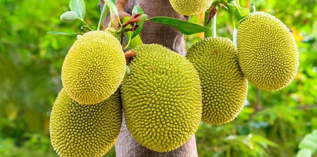 Zanzibar's Tropical Fruits, Season by Season (6)