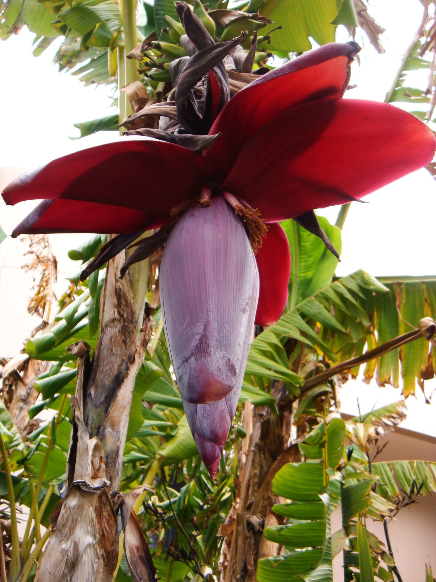 Zanzibar's Tropical Fruits, Season by Season (12)