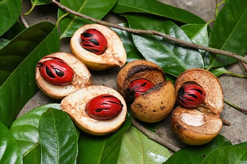 Nutmeg