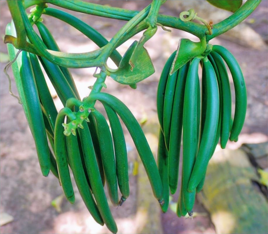 Zanzibar's Culinary Delights: Swahili Flavors, Spice Farms and Dining at Matlai (2)