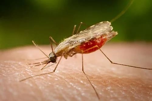 Anopheles 