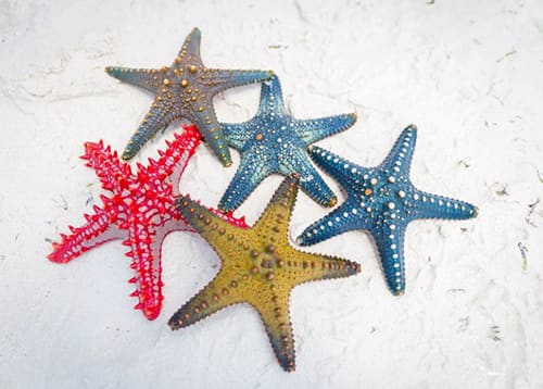 star fish