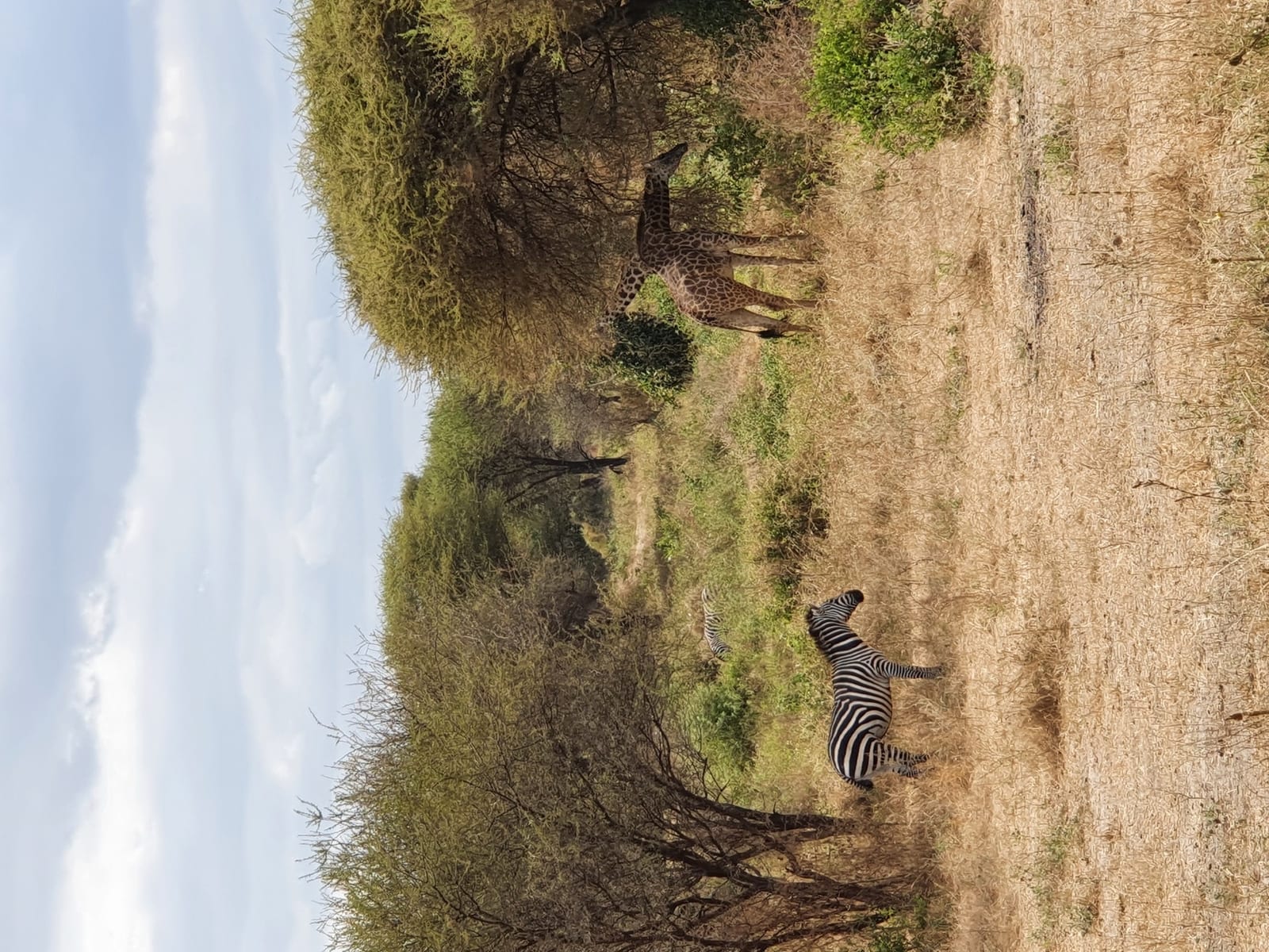 Zebra and giraffes under acacia trees in Tarangire