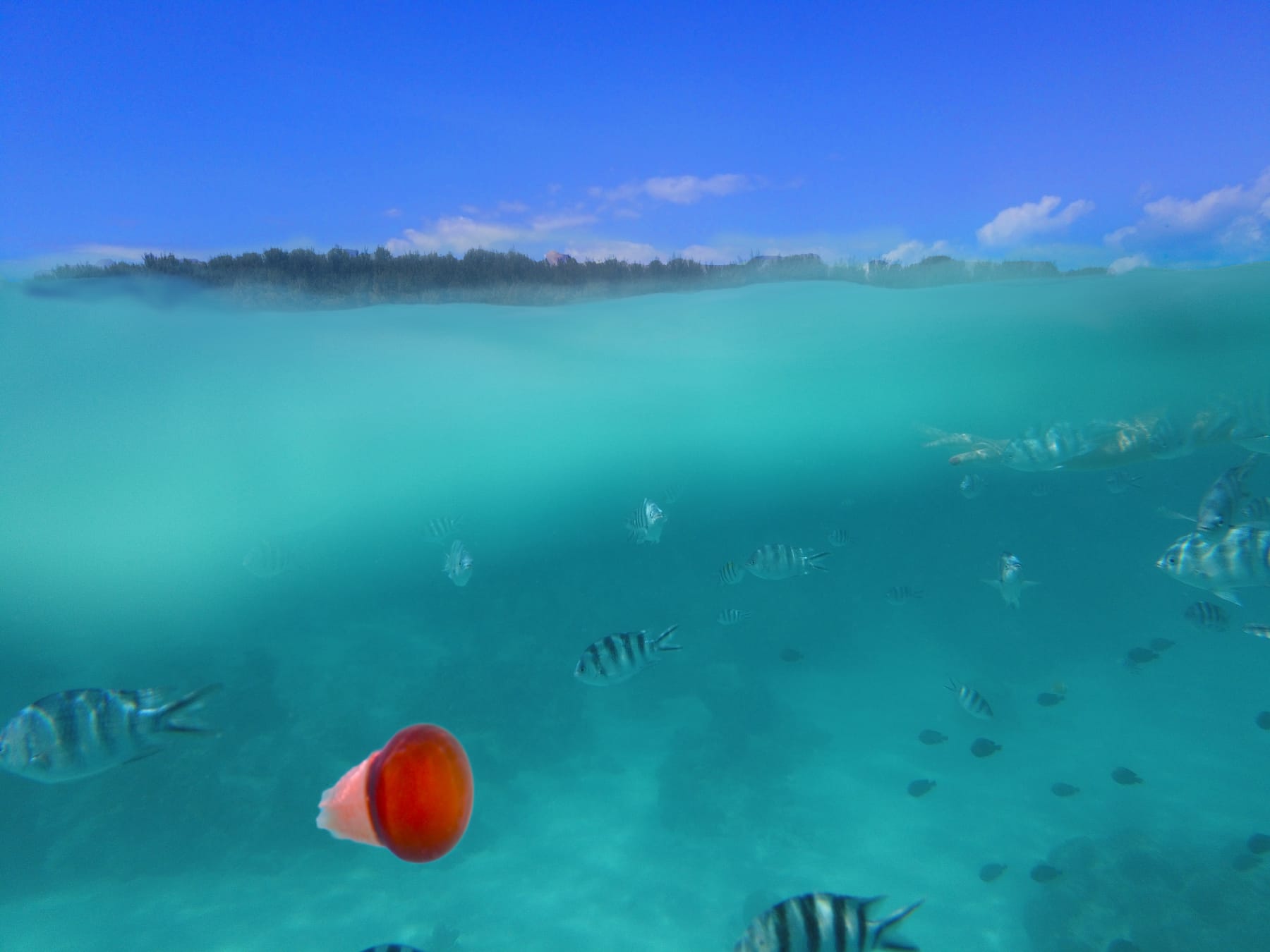 Underwater view of tropical fish near a Zanzibar reef